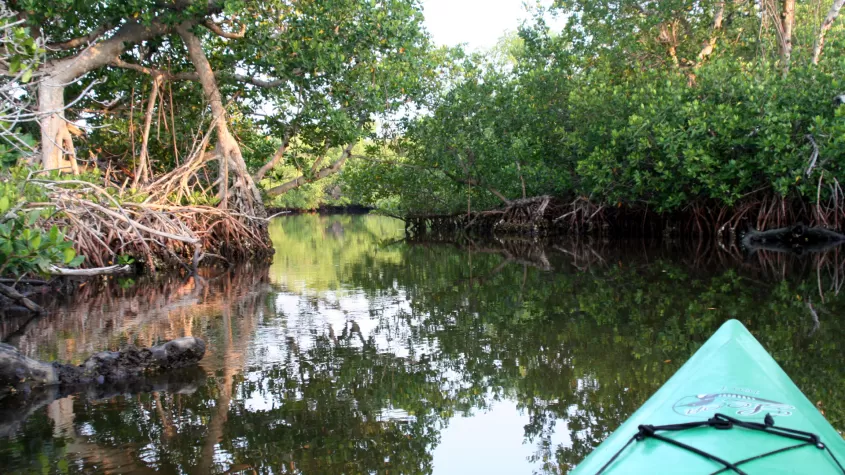 The Official Concessionaire to the J.N. "Ding" Darling National Wildlife Refuge