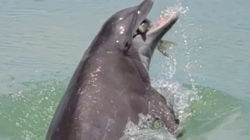 Dolphin seen eating a fish on Flip Side Charter