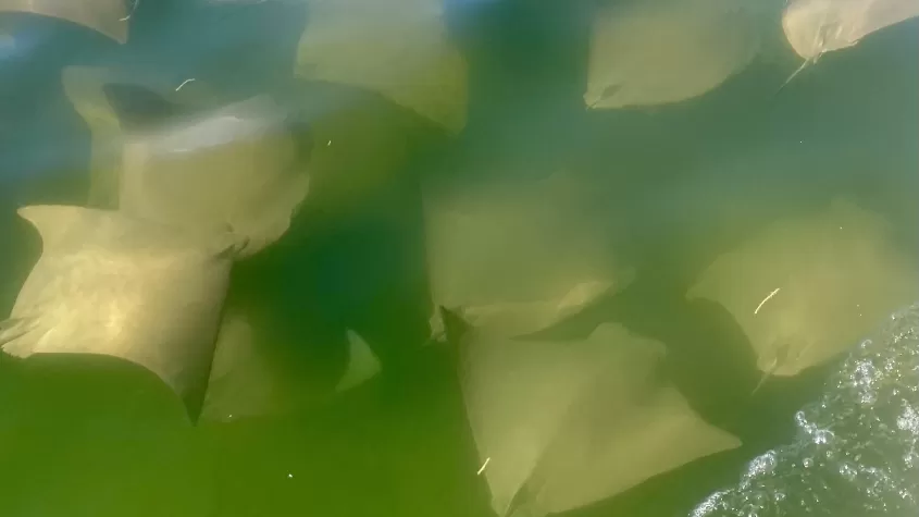 A Fever of sting rays seen on a Flip Side Charter