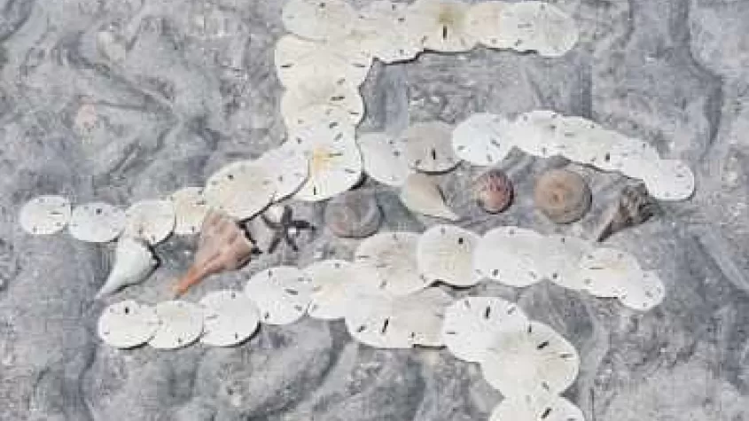 Flip Side Logo in shells found on Cayo Costa