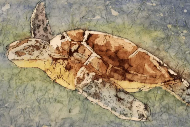 image of a sea turtle swimming in water
