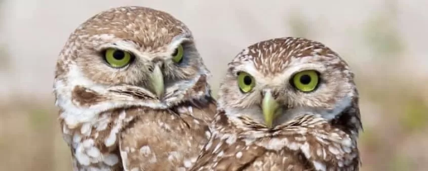 Burrowing Owl Pair