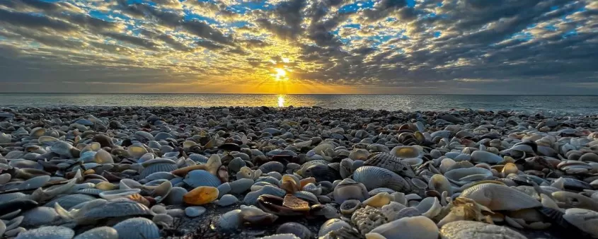 shells on the beach as the sun sets