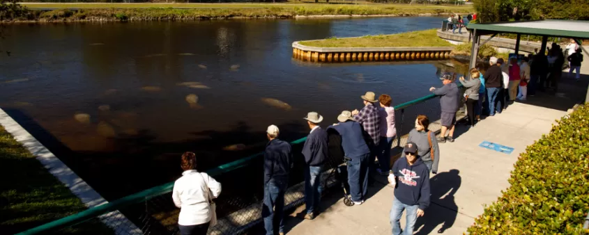 A group of people gather to watch manatees swim at Manatee Park