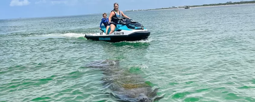 Manatee sighting in water