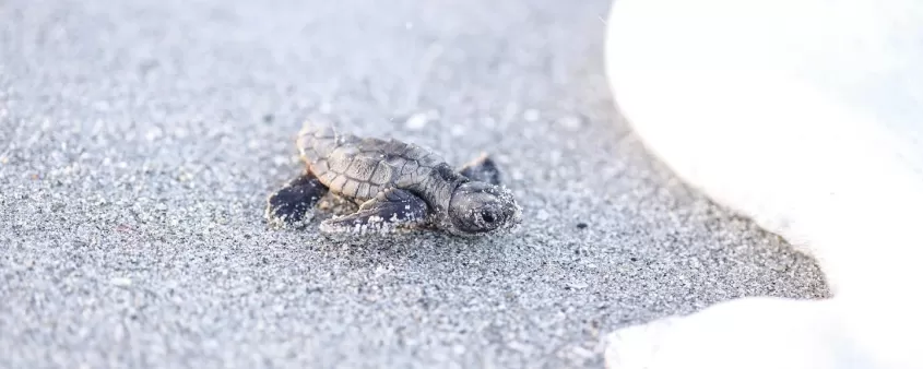 Wildlife Turtle Baby Sand Beach Sea Foam