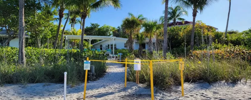 beach turtle nesting palm trees