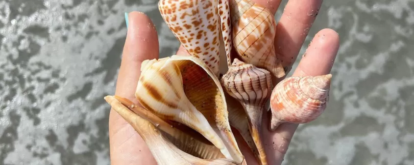Find seashell treasures on Sanibel Island