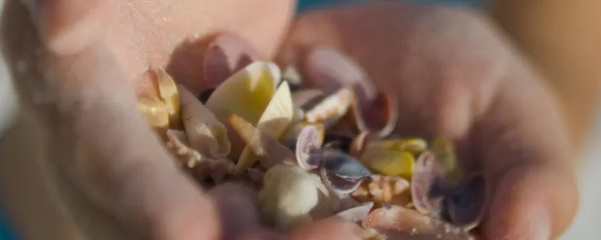 Girl holding assortment of shells for all to see