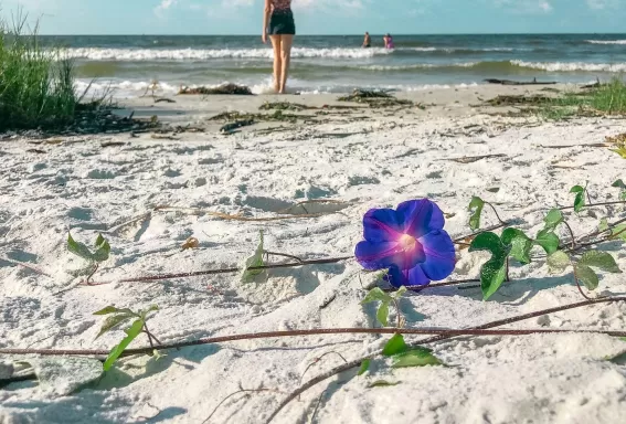 Flower Sand Woman Ocean Waves Clouds