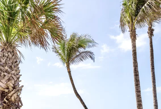 A photo of a path between palm trees