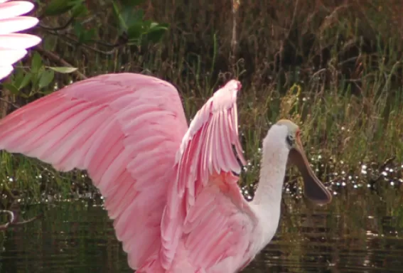 Sanibel Wild Mile