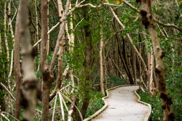 A boardwalk cuts through a mangrove forest 