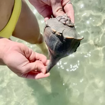 hands holding shell with water in background