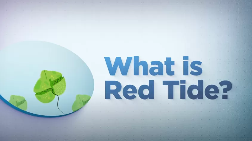 What is Red Tide title screen